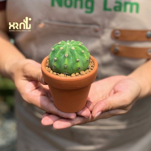 Xương Rồng Echino (6-7cm) – Gai ngắn, Nở hoa đẹp - XƯƠNG RỒNG NÔNG LÂM 2