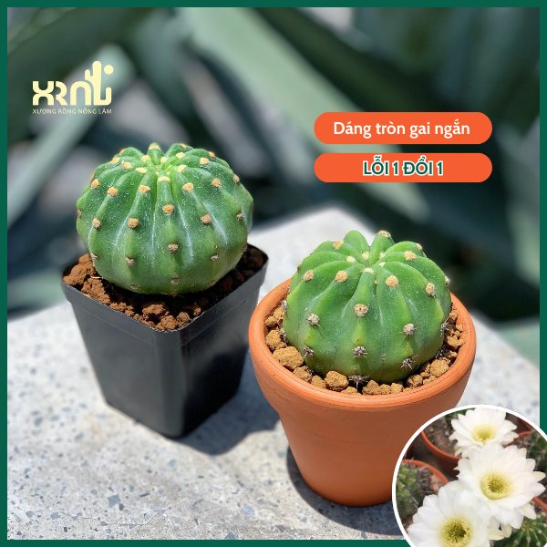 Xương Rồng Echino (6-7cm) – Gai ngắn, Nở hoa đẹp - XƯƠNG RỒNG NÔNG LÂM