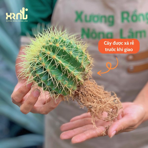 Xương rồng Kim Hổ – Gai vàng nổi bật, thân tròn khỏe mạnh, dễ sống - XƯƠNG RỒNG NÔNG LÂM 2