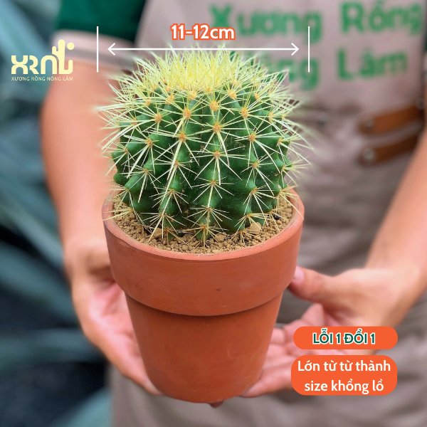 Xương rồng Kim Hổ – Gai vàng nổi bật, thân tròn khỏe mạnh, dễ sống - XƯƠNG RỒNG NÔNG LÂM