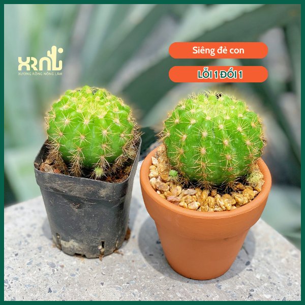 Xương Rồng Bí Xanh