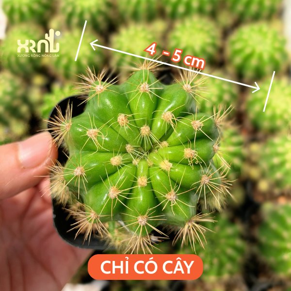 Xương Rồng Bí Xanh 3