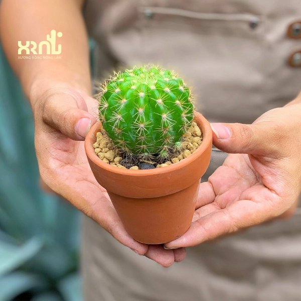 Xương Rồng Bí Xanh 2