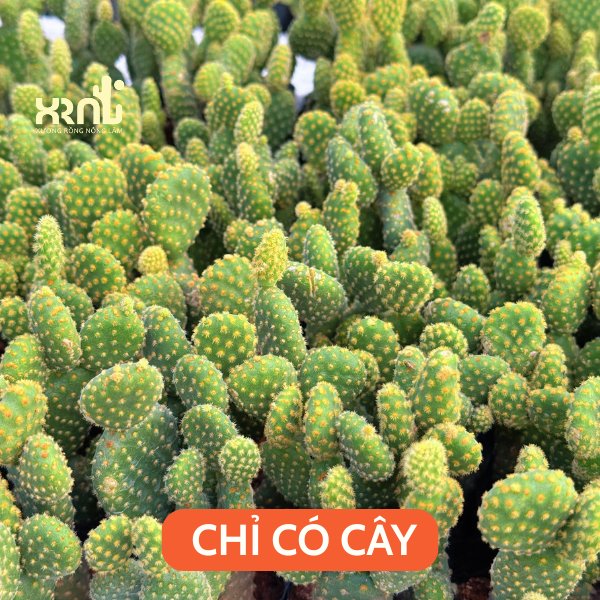 Xương Rồng Tai Thỏ 2