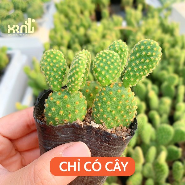 Xương Rồng Tai Thỏ