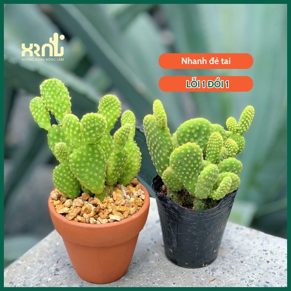 Xương Rồng Tai Thỏ 3