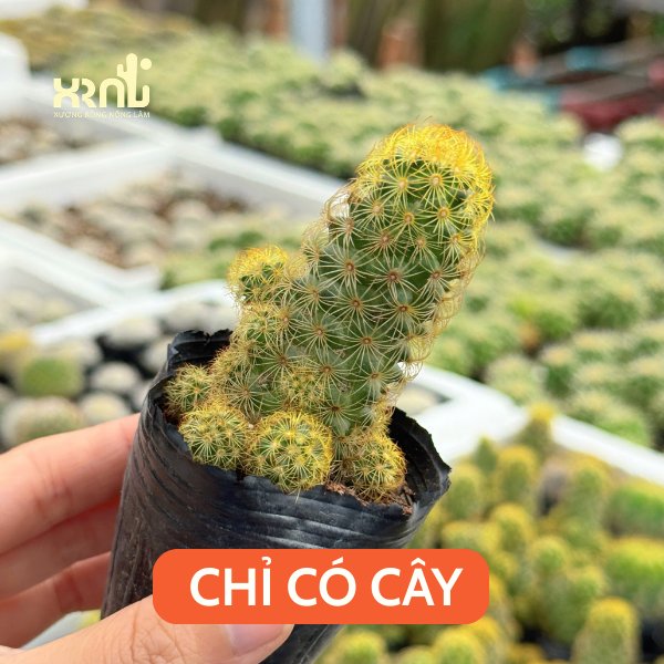 Xương Rồng Thạch Trụ Thiên 2