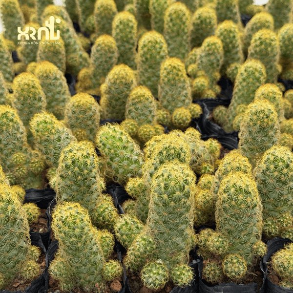 Xương Rồng Thạch Trụ Thiên 3