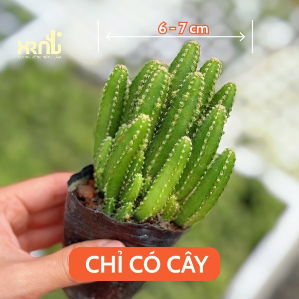 Xương Rồng Thanh Sơn 2