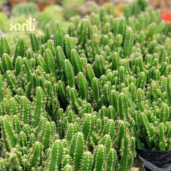 Xương Rồng Thanh Sơn 3