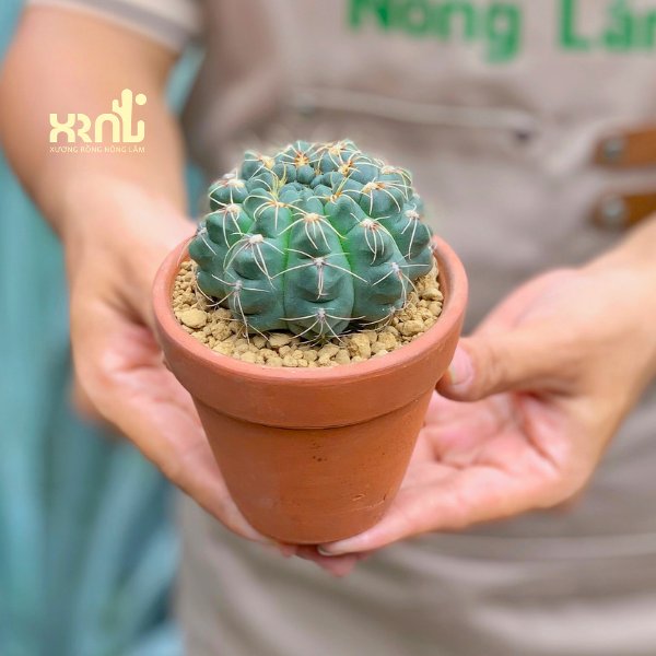 Xương Rồng Thần Long 2
