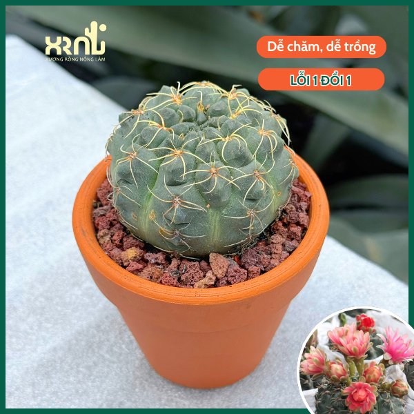 Xương Rồng Thần Long