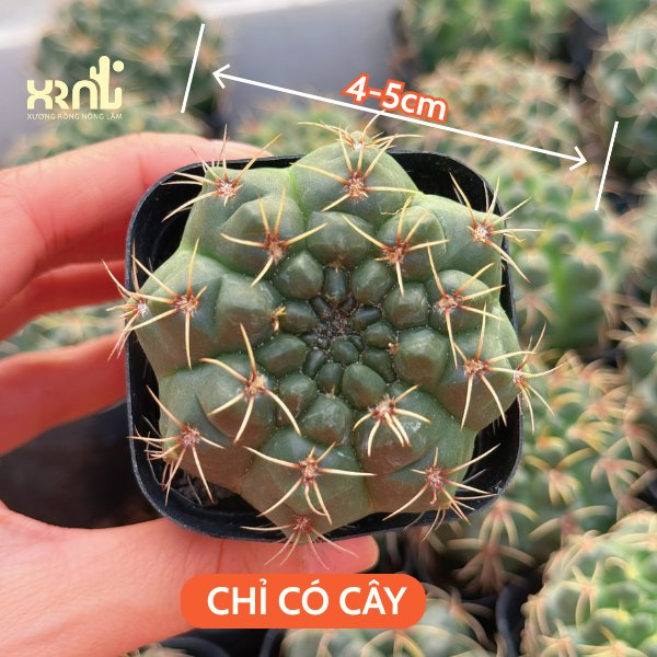 Xương Rồng Thần Long 3