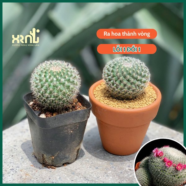 Xương Rồng Bánh Sinh Nhật