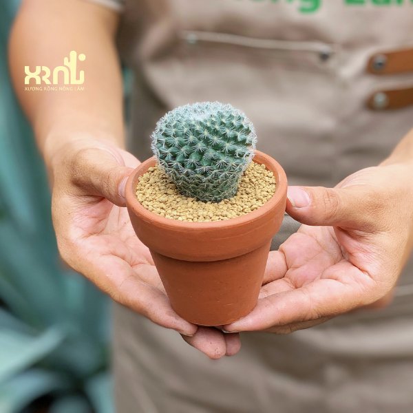Xương Rồng Bánh Sinh Nhật 3