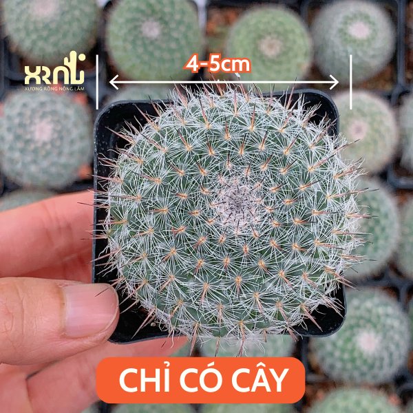 Xương Rồng Bánh Sinh Nhật 2