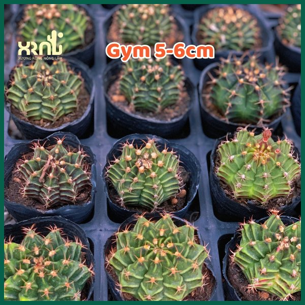 Xương Rồng Gymno