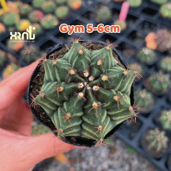 Xương Rồng Gymno 3