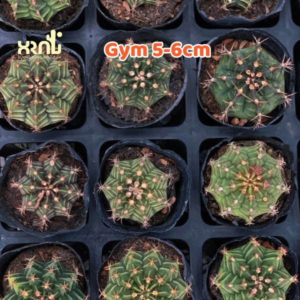 Xương Rồng Gymno 2
