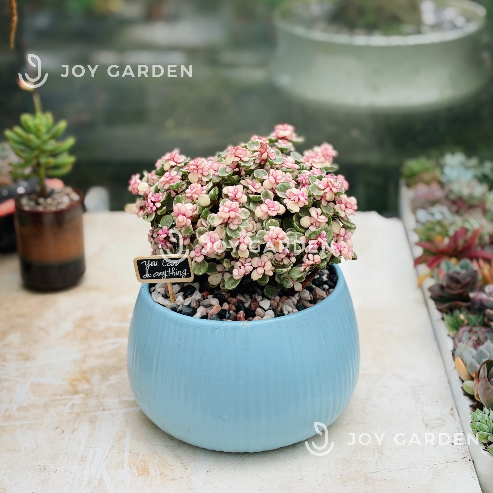 Đô la Sakura [Chậu Bí Pastel] 2