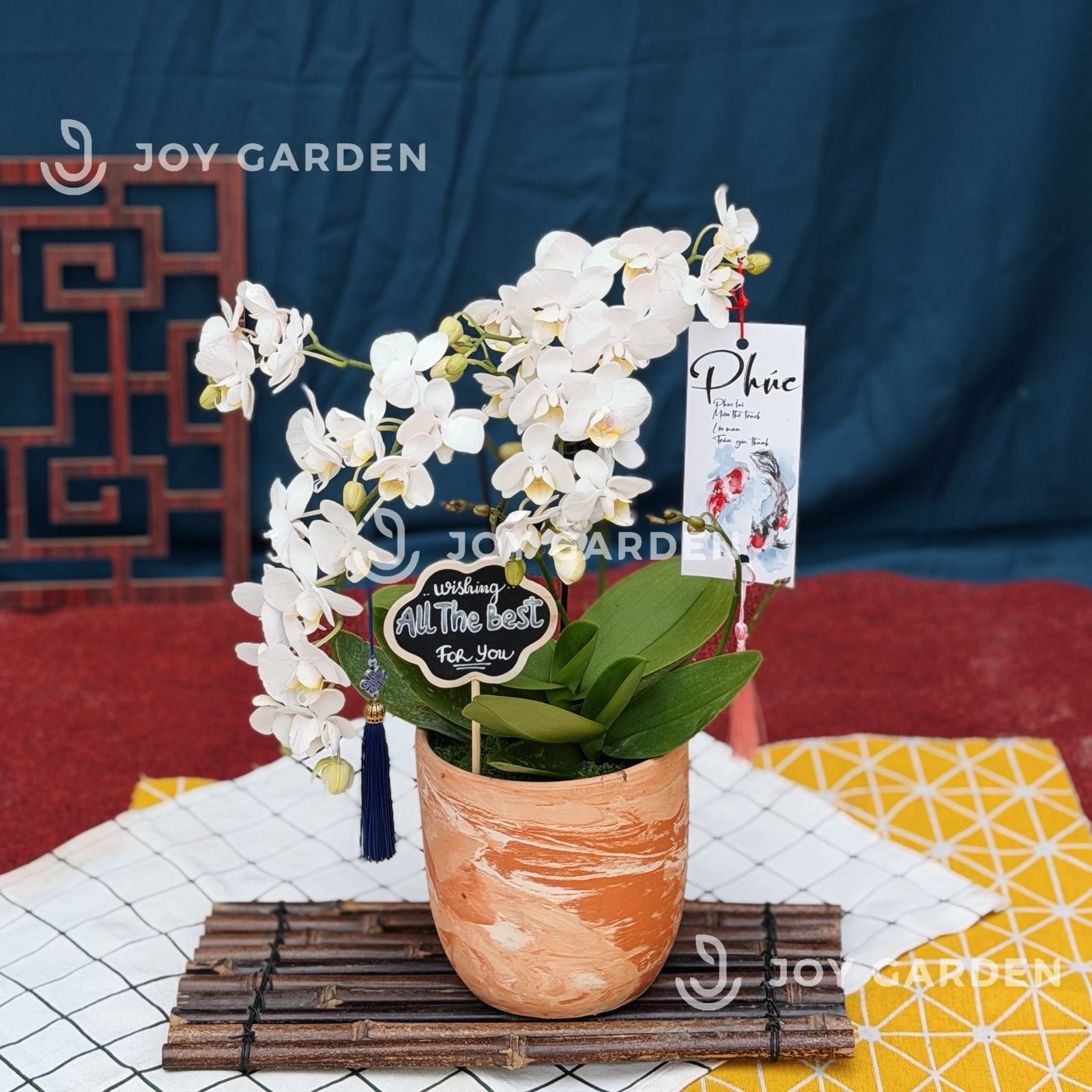 Lan hồ điệp [Chậu Terra] 2