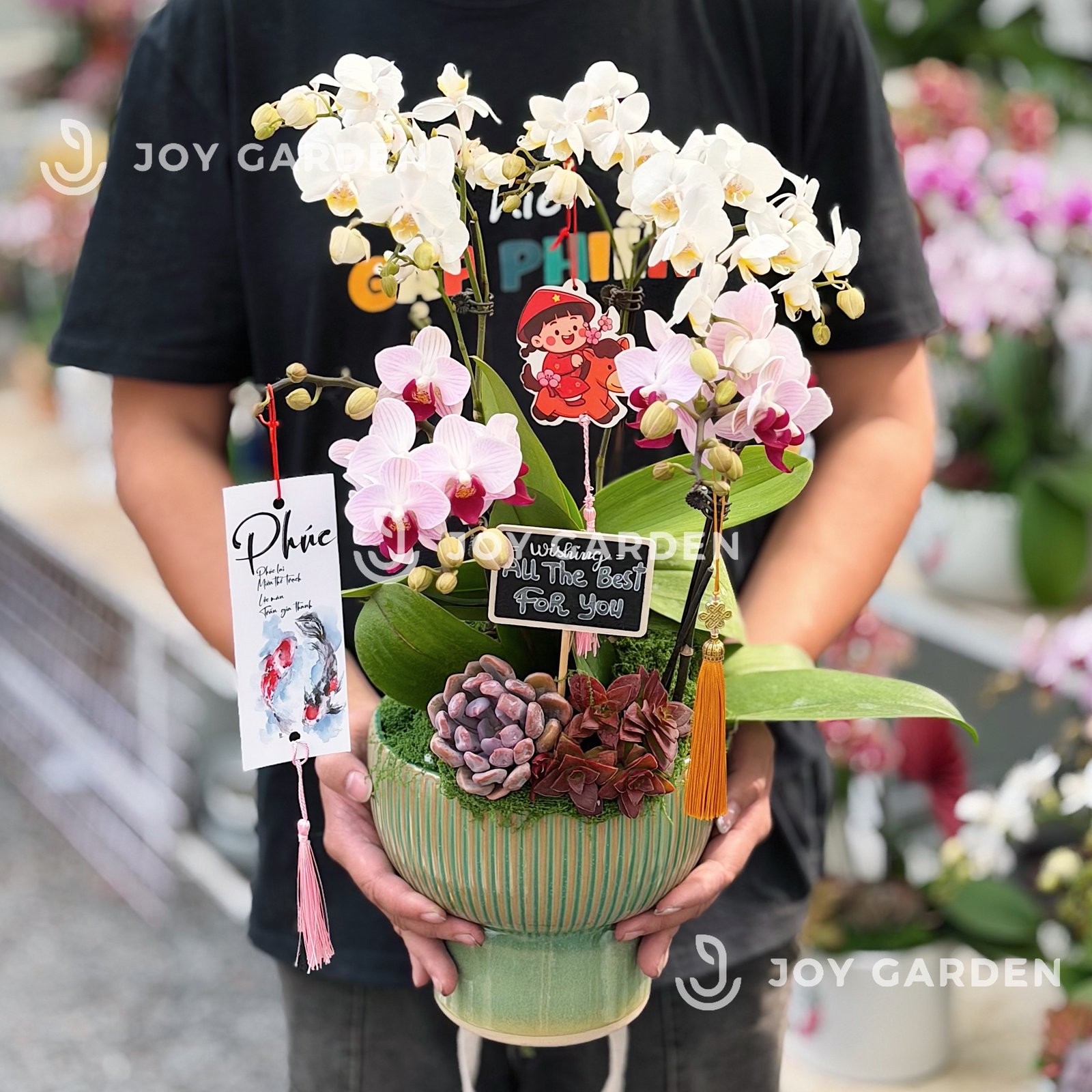 Lan hồ điệp Bắc Âu (nhỏ)