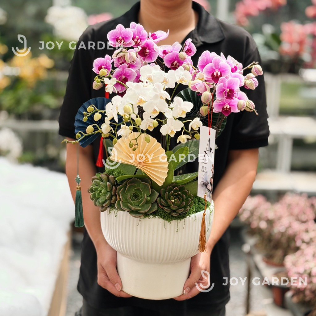 Lan hồ điệp Bắc Âu 2