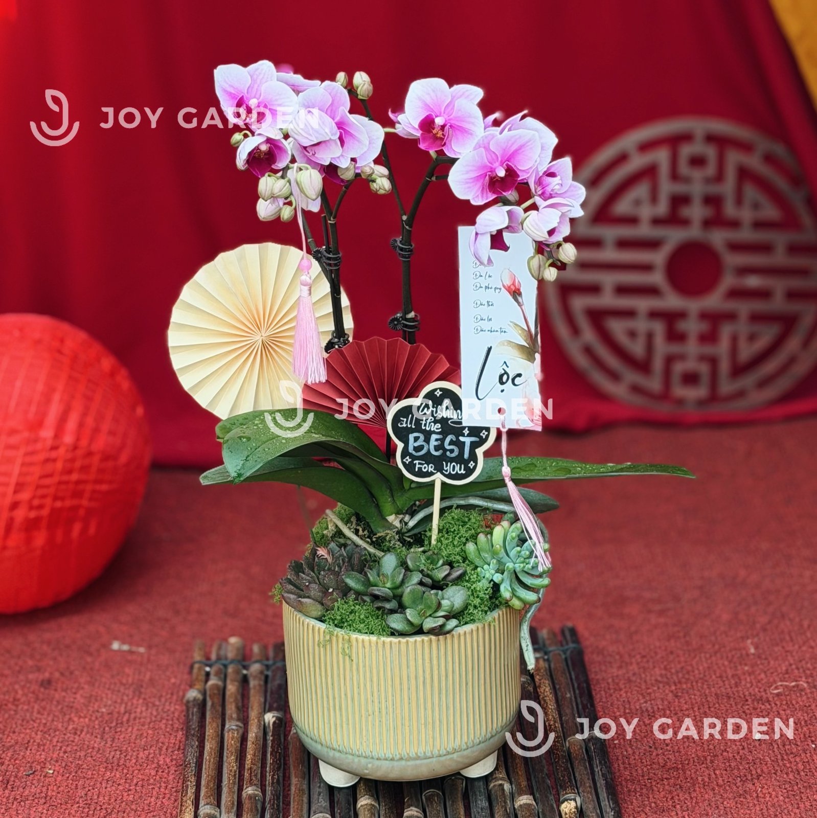 Lan hồ điệp- Tím Baby [Chậu CT] 2
