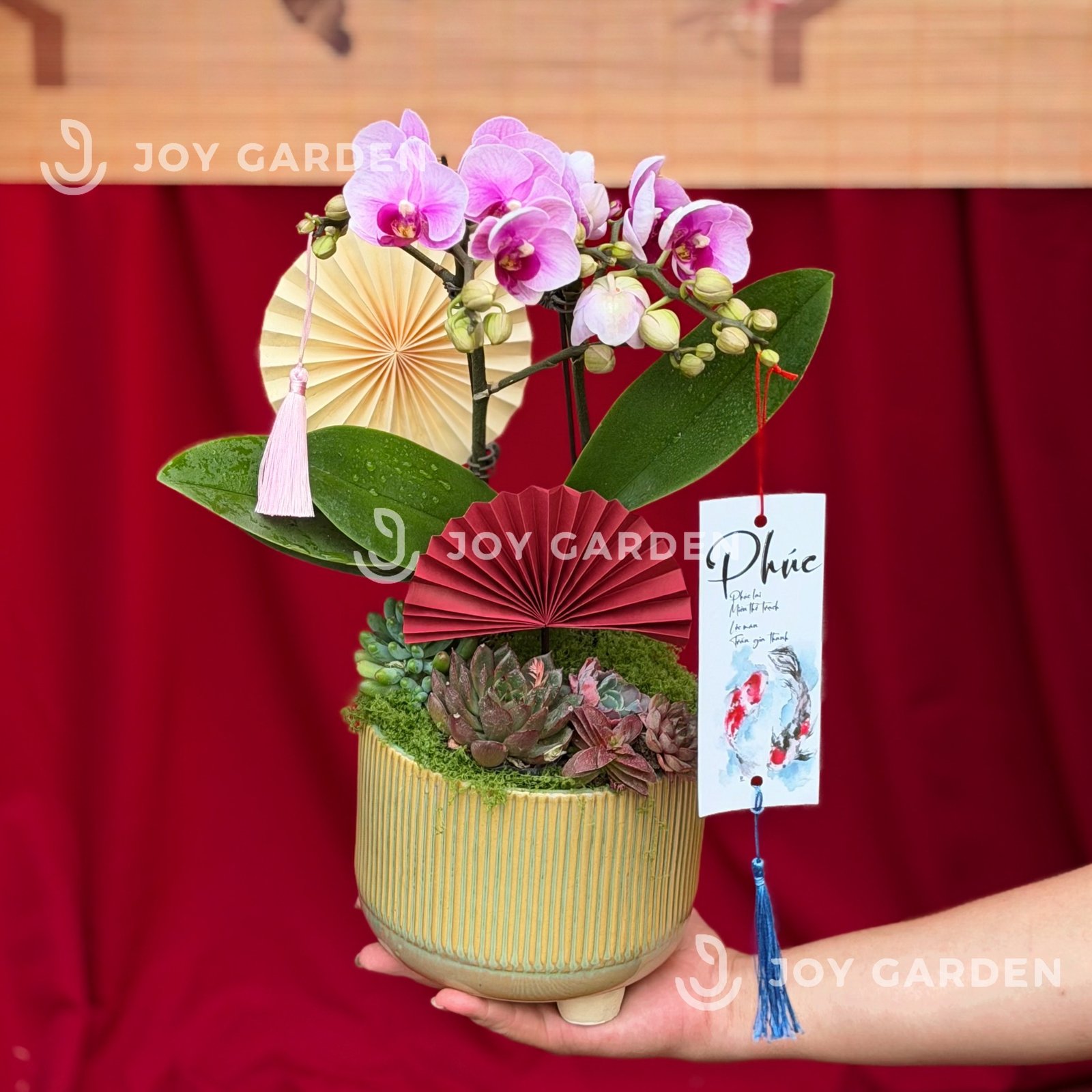 Lan hồ điệp- Tím Baby [Chậu CT]