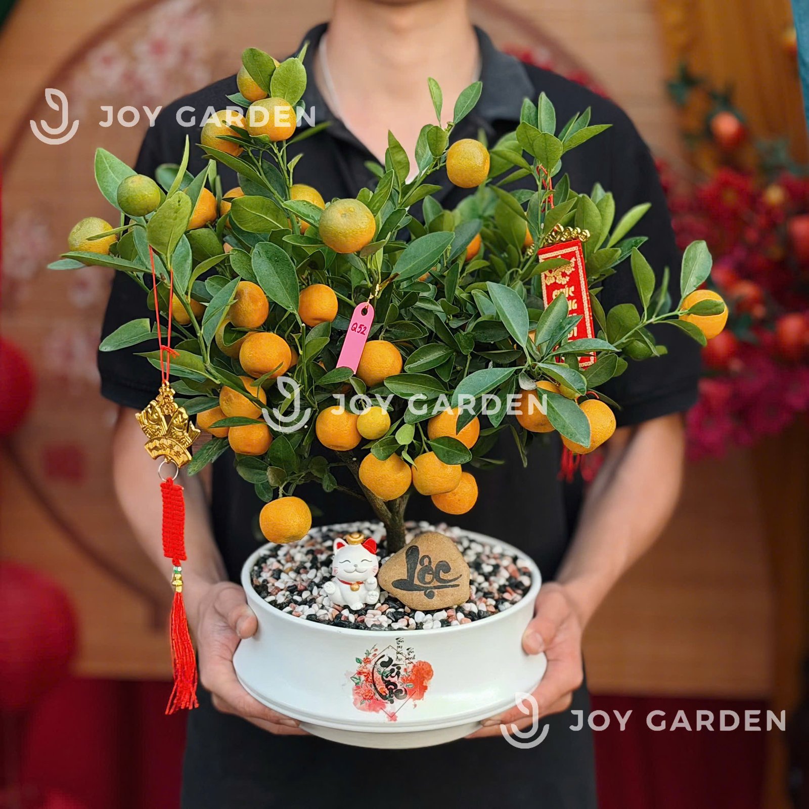 Quất hoàng kim Tài Lộc [DN23] 2