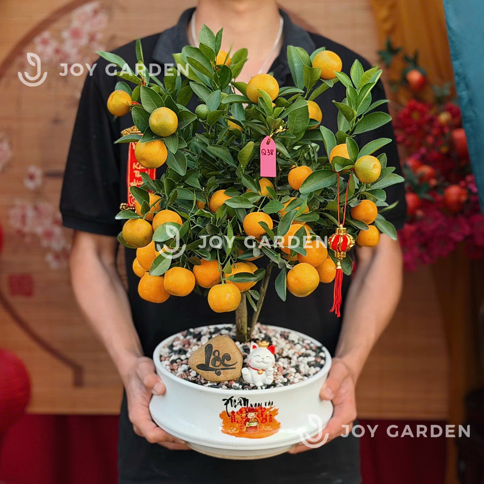 Quất hoàng kim Tài Lộc [DN23] 3