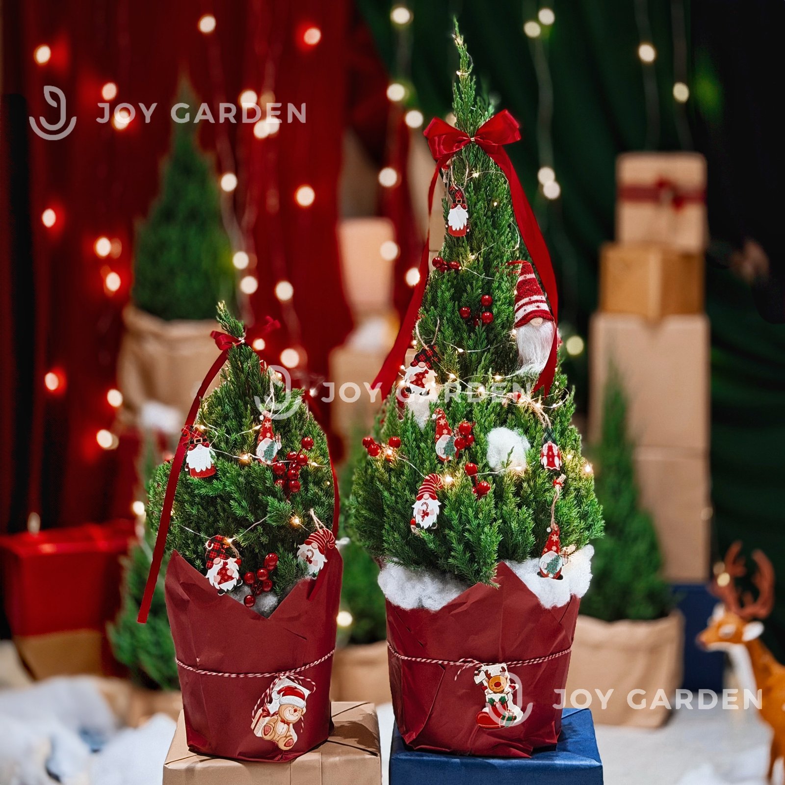 Set Tùng [Thần Lùn] size L 3