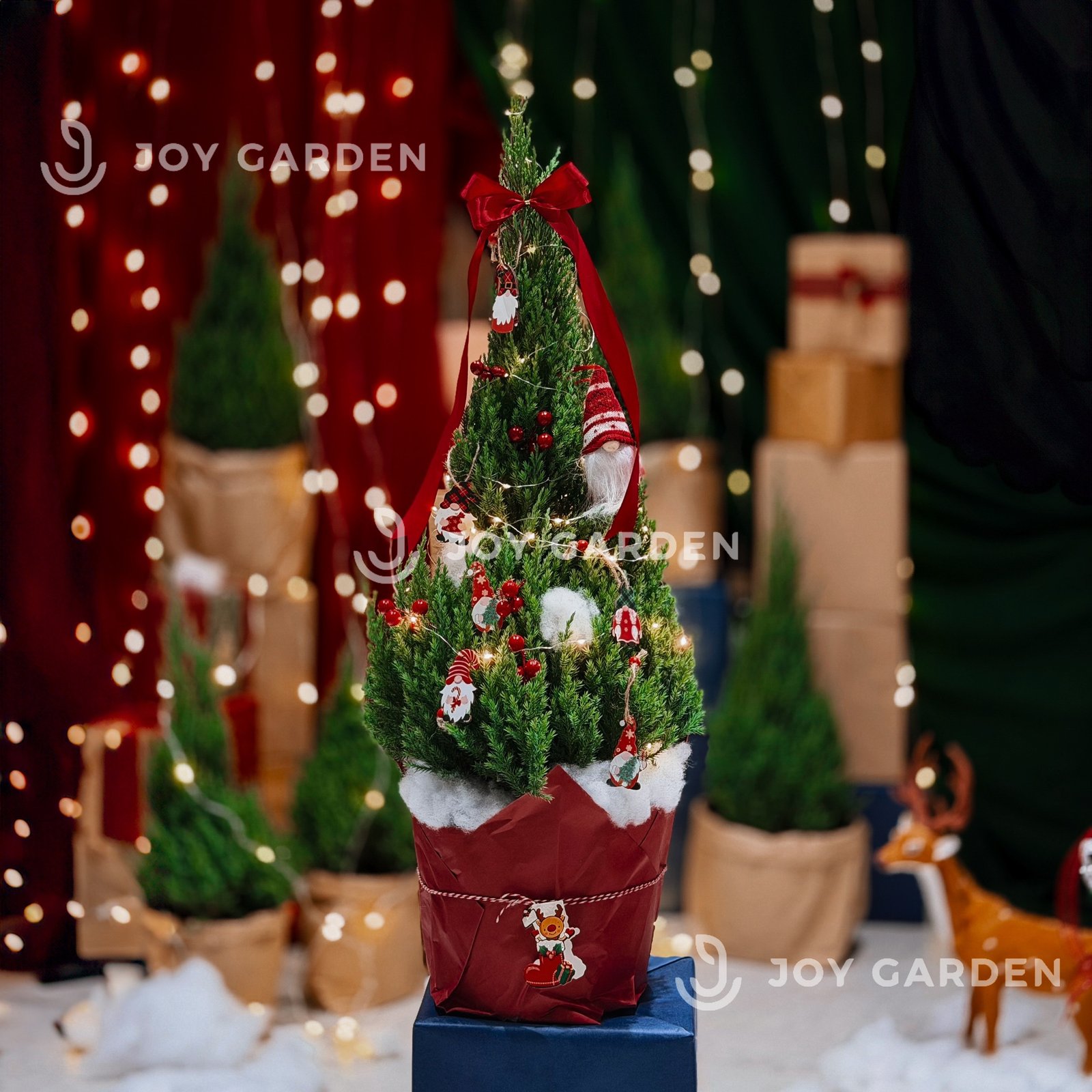 Set Tùng [Thần Lùn] size L 2