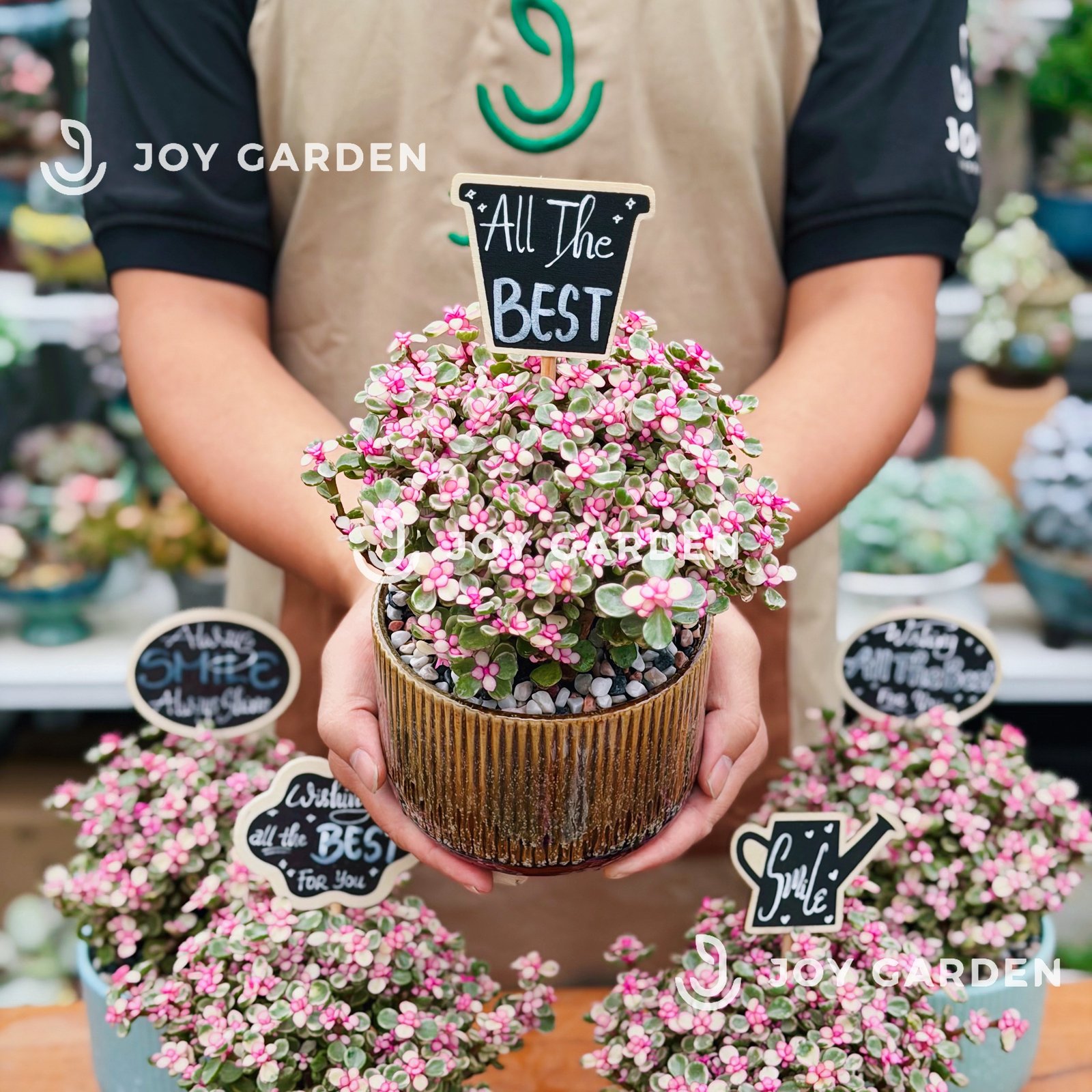 Đô la Sakura [Chậu CT Pastel] 3