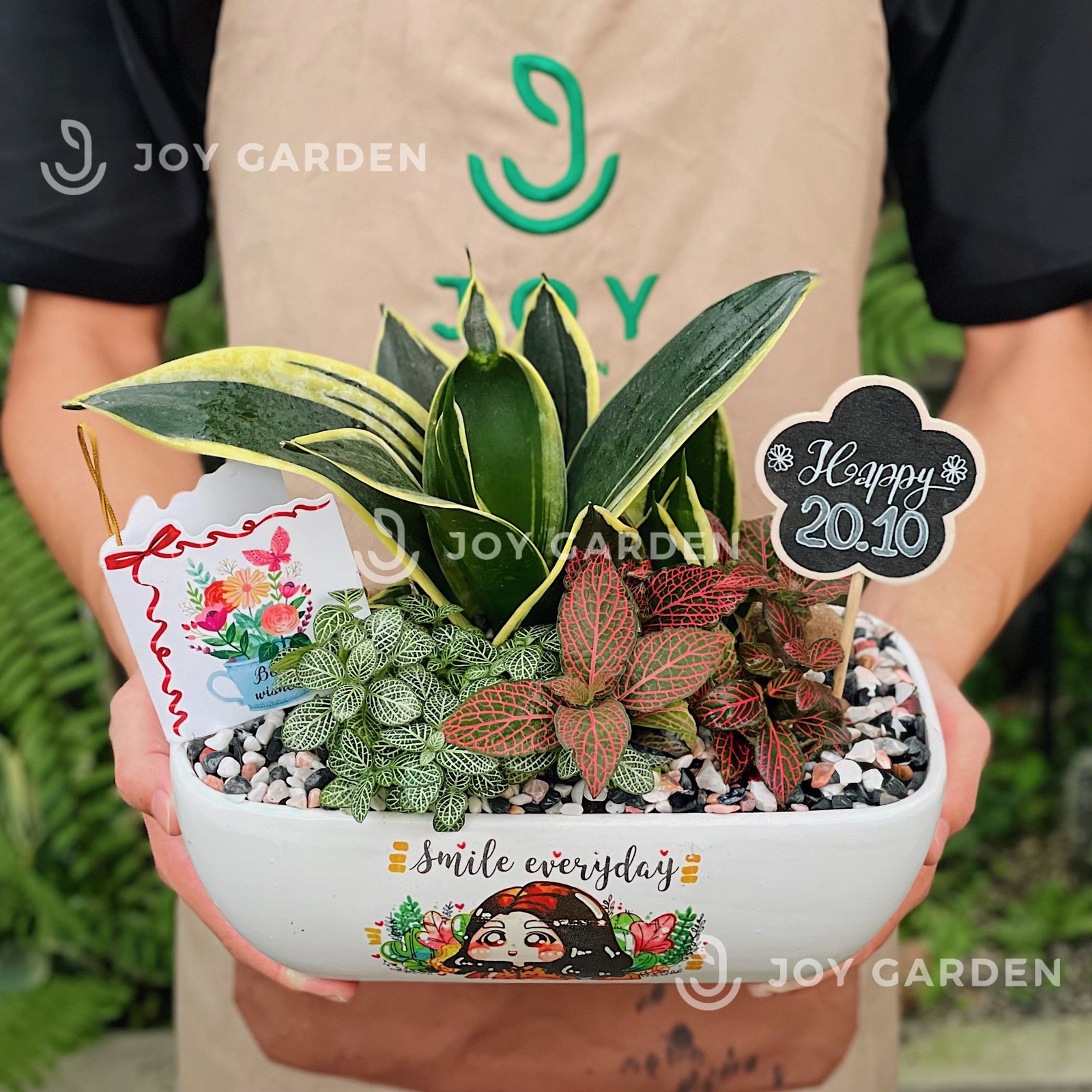 Lưỡi hổ mix may mắn [Chậu thuyền]