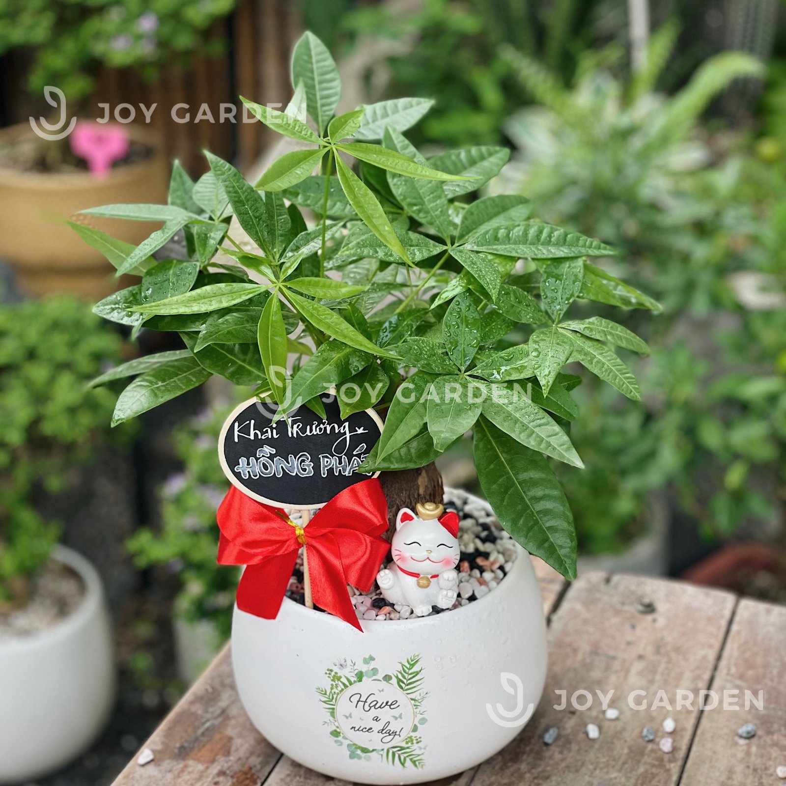 Kim ngân Khai trương [Chậu D14]