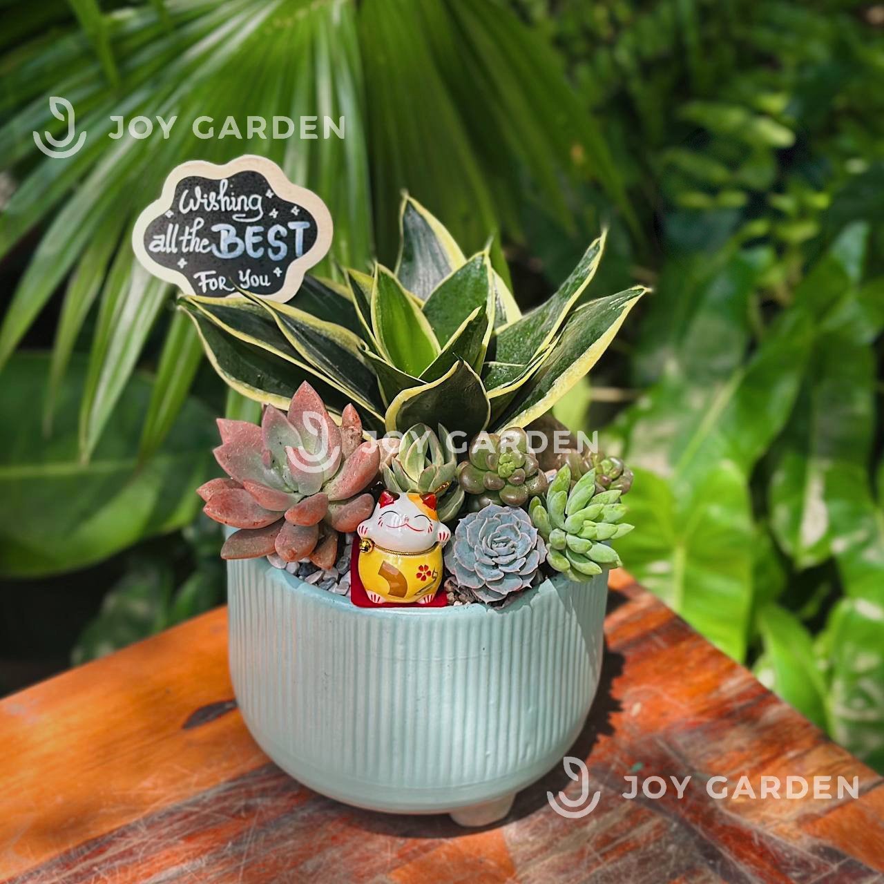 Lưỡi hổ mix sen đá [Chậu CT15]