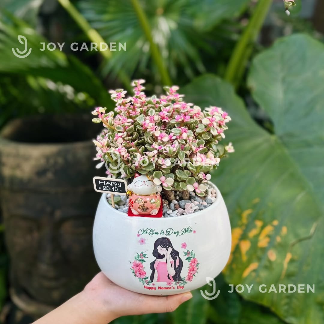 Đô la Sakura [Chậu D14] 3
