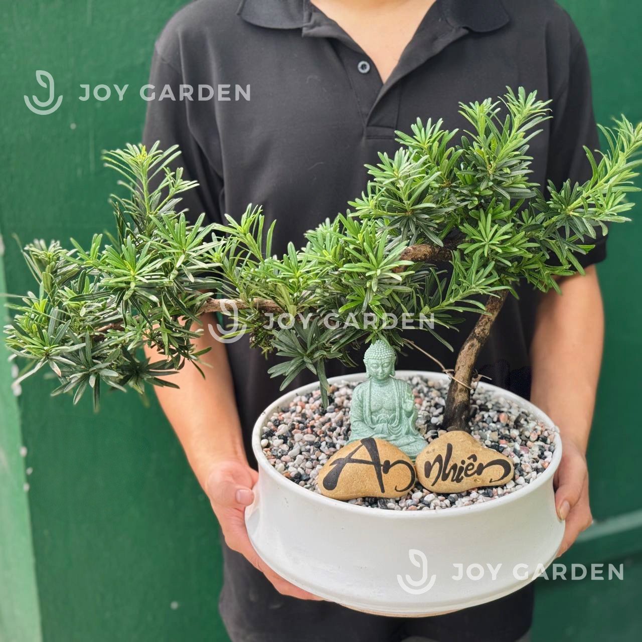 Tùng vạn niên Dáng Hoành [Chậu DN26] 3