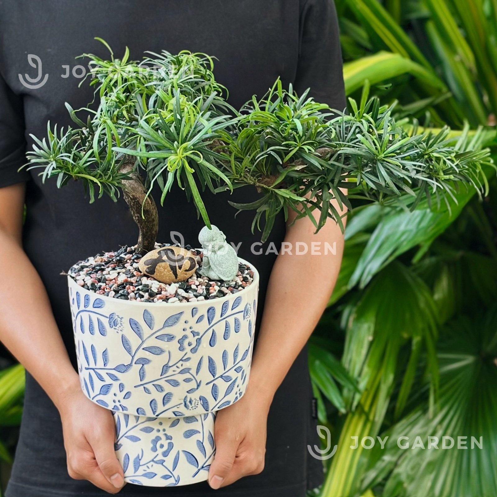 Tùng vạn niên Dáng Hoành