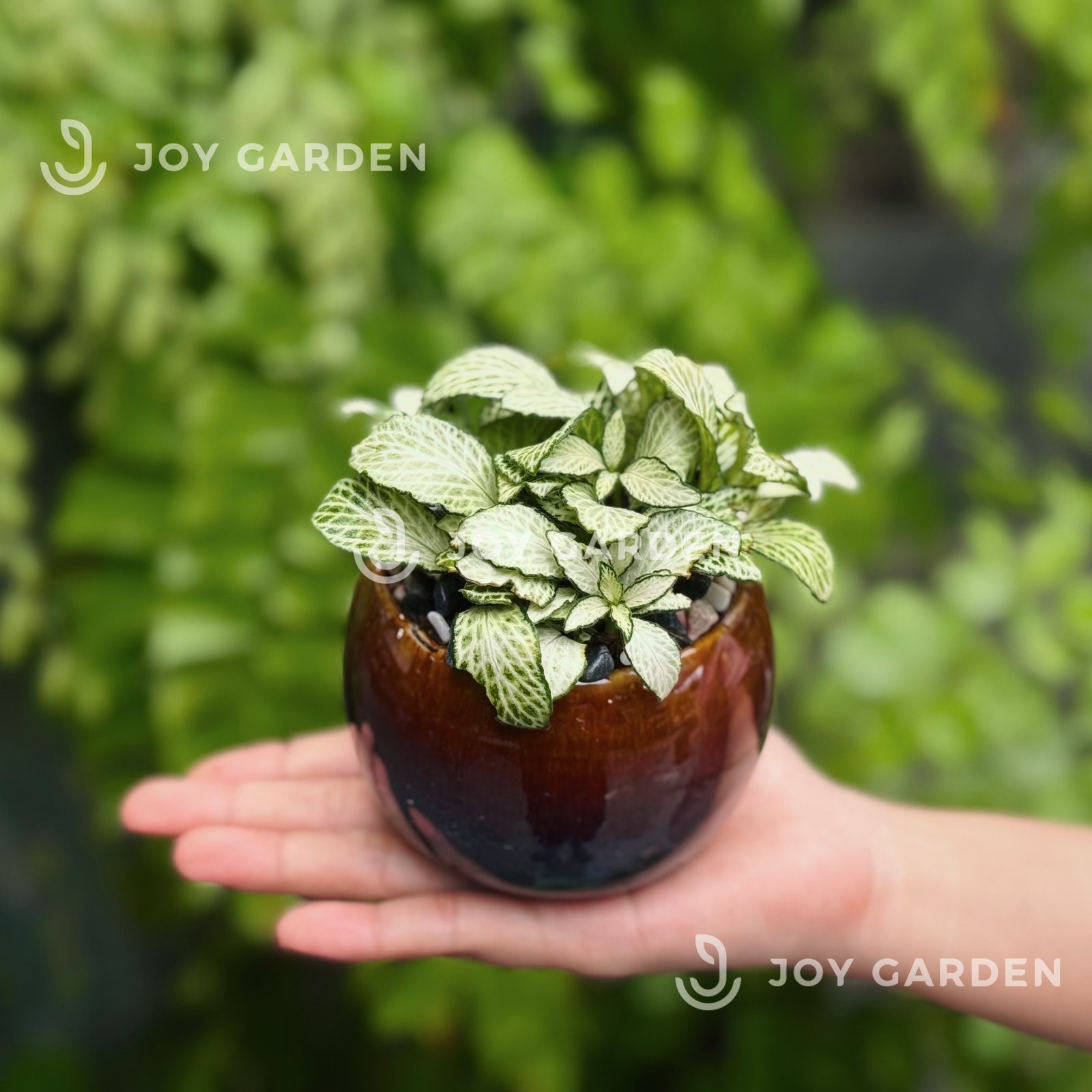Lá may mắn [Chậu mini nhiều màu] 3