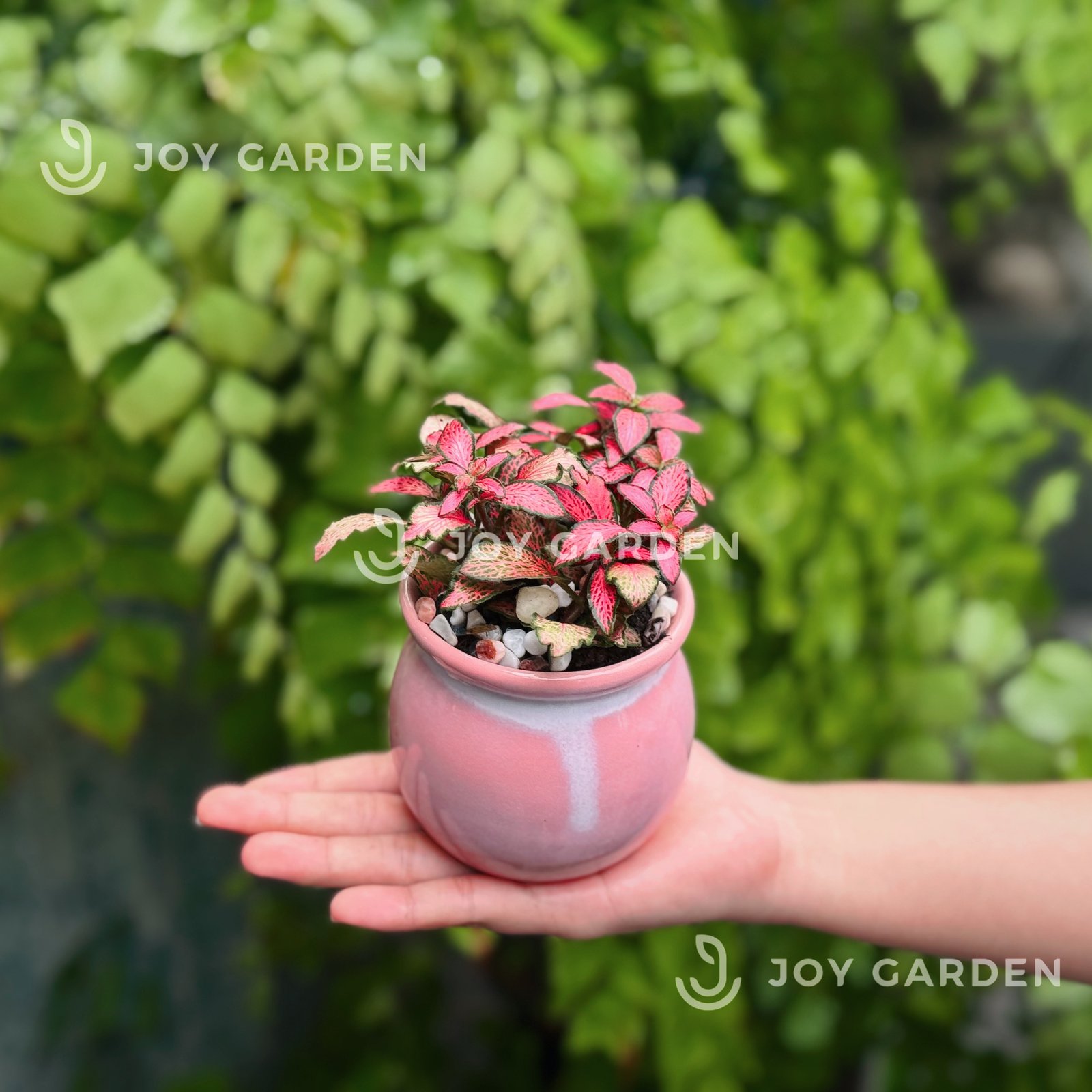 Lá may mắn [Chậu mini nhiều màu] 2