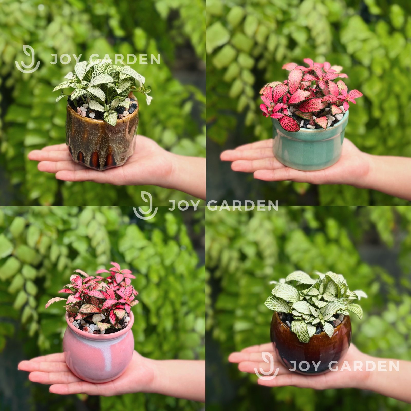 Lá may mắn [Chậu mini nhiều màu]