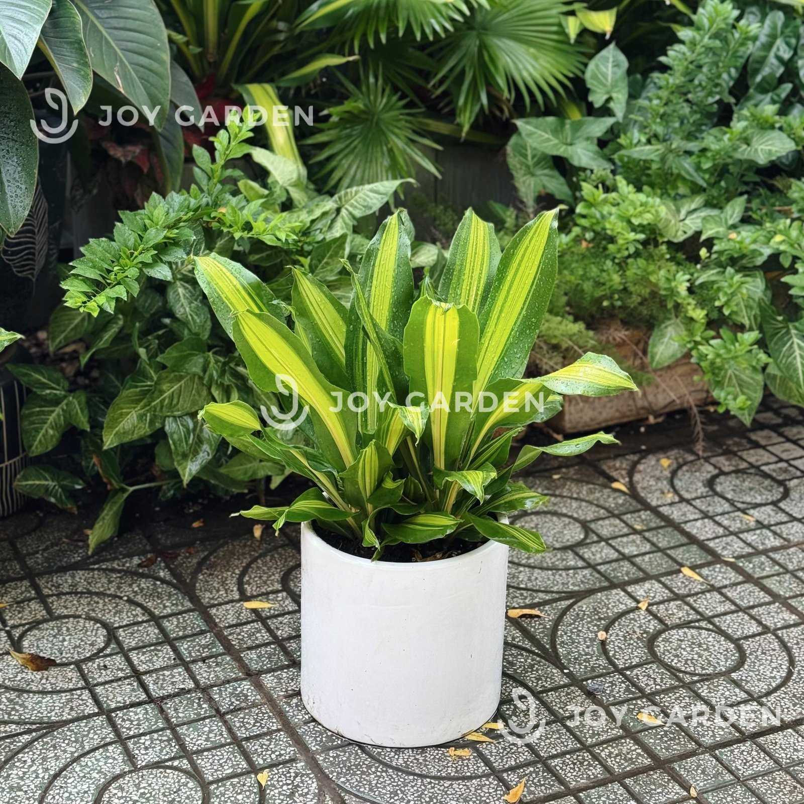 Phát Tài sọc vàng [Chậu T28] 2