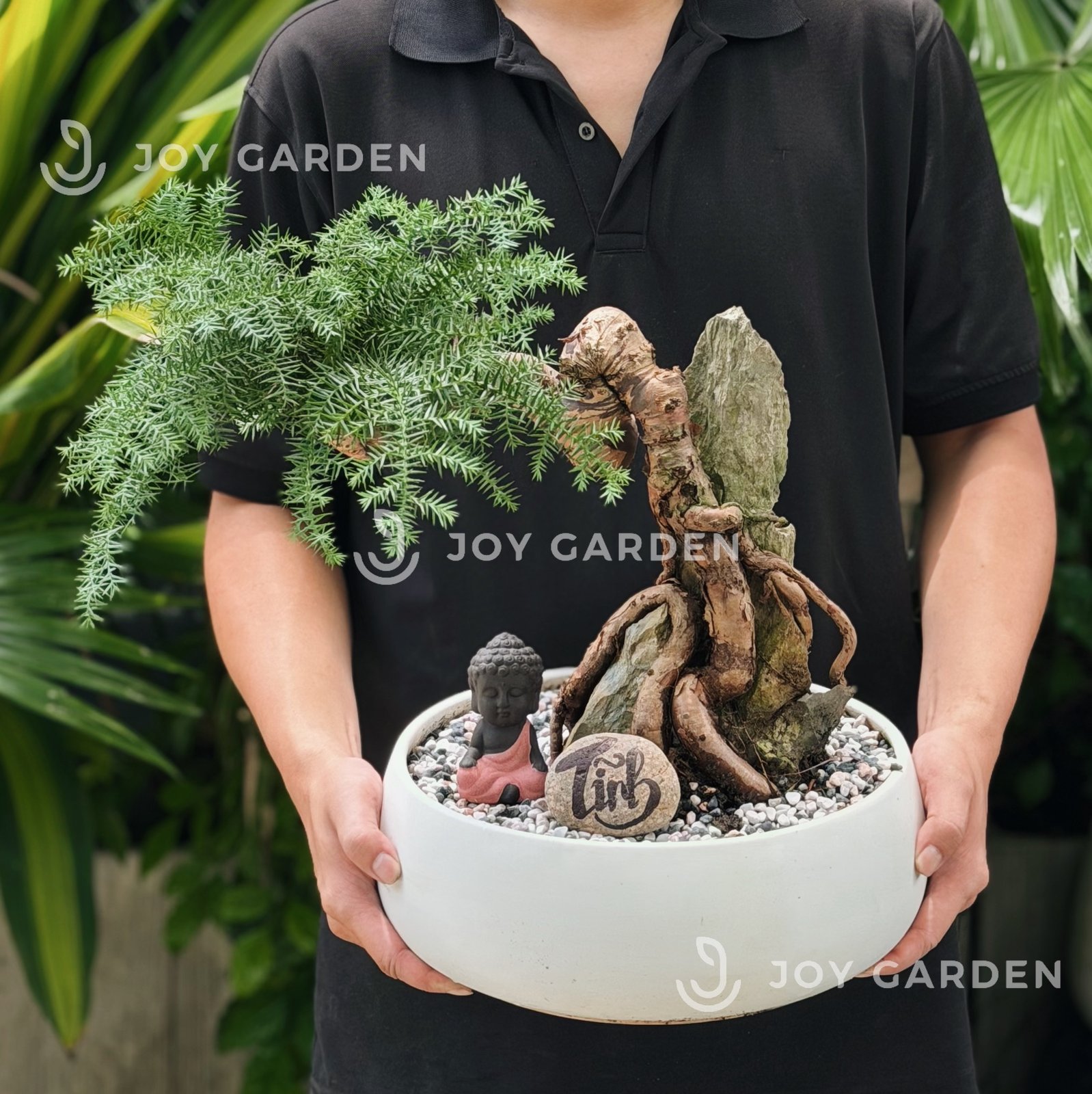 Tùng Bồng Lai Ôm Đá