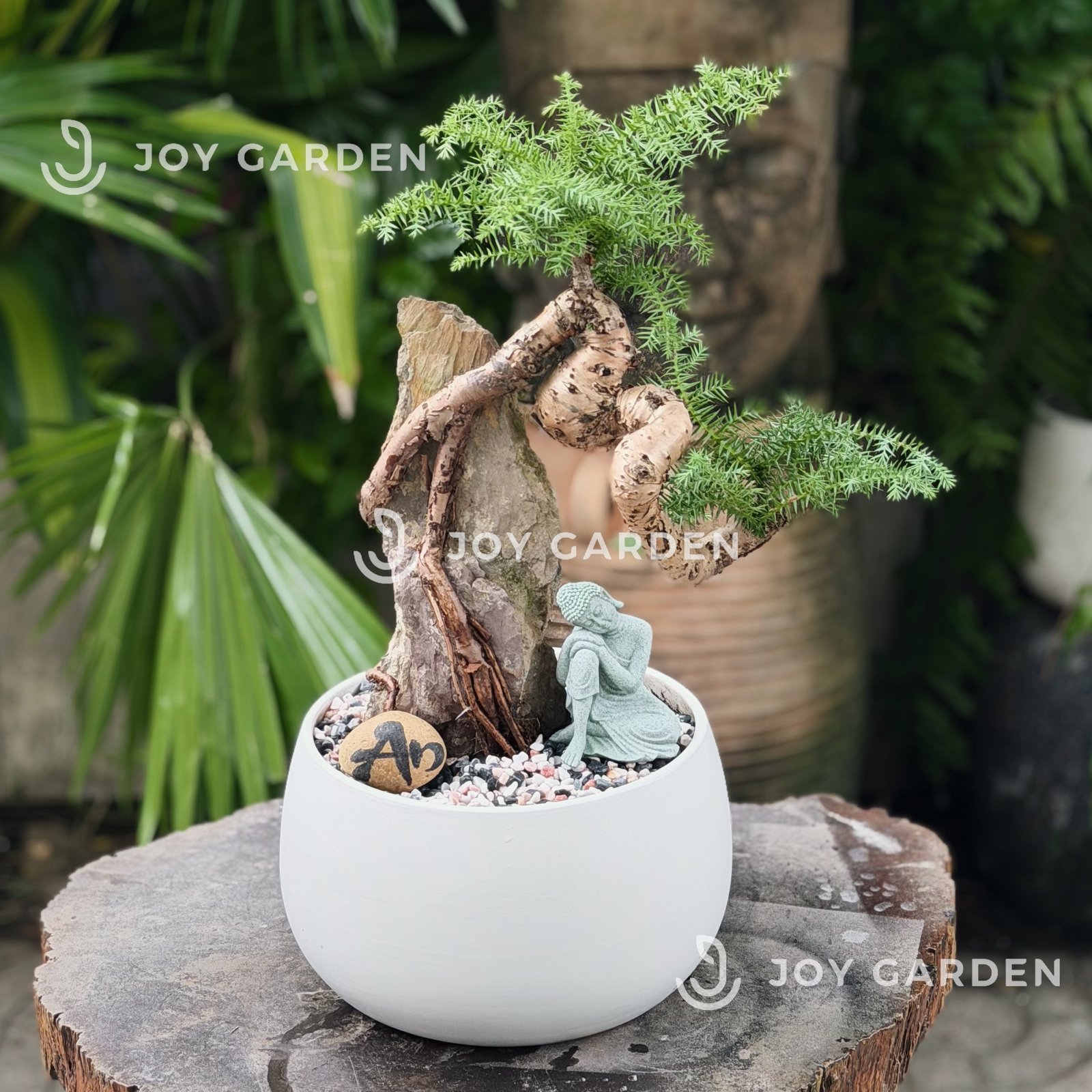 Tùng Bồng Lai Ôm Đá 2