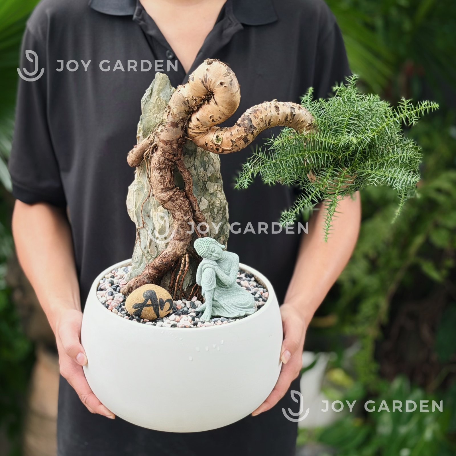 Tùng Bồng Lai Ôm Đá 3