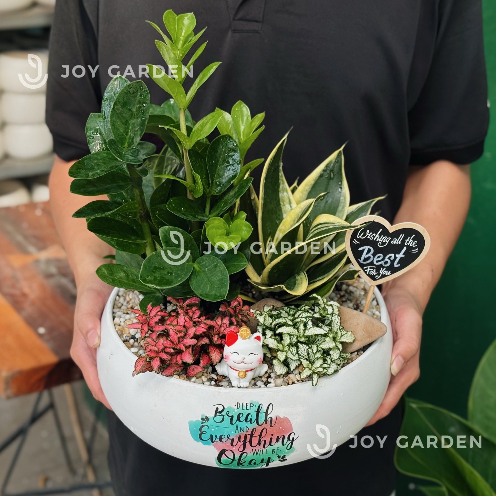 Tiểu cảnh Kim tiền Cát Tường 3