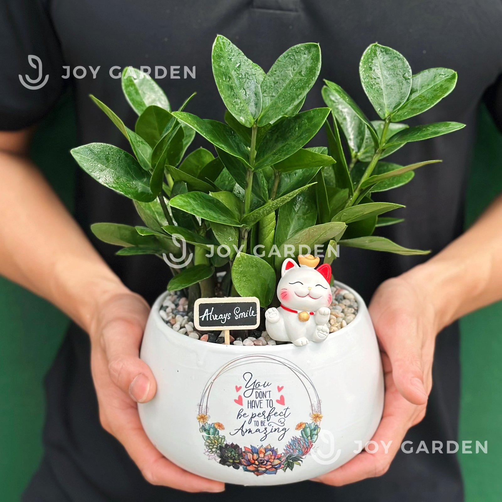 Kim tiền Chiêu tài [Chậu D14] 2