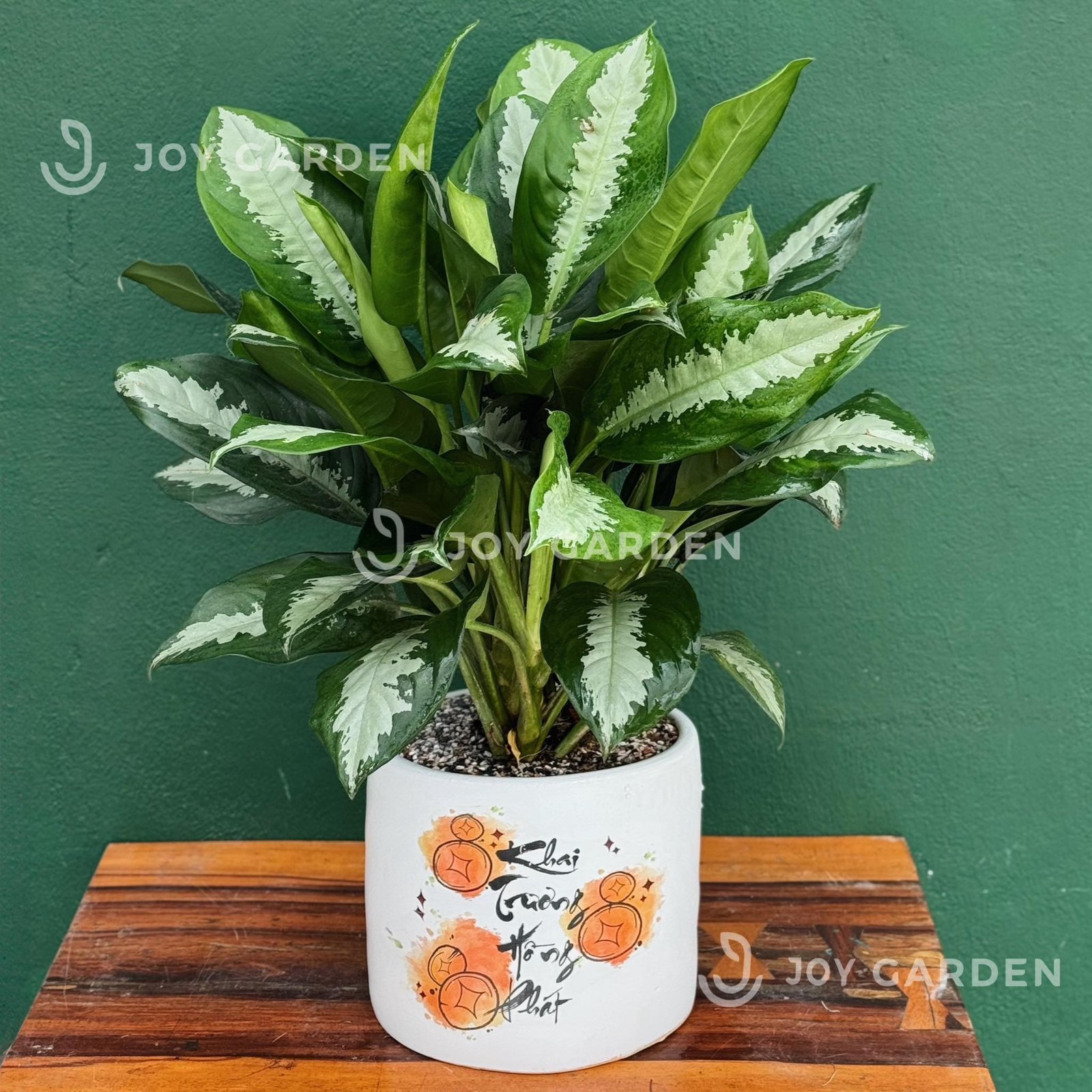 Vạn phúc Khai trương hồng phát [Chậu T28]